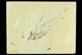 Bargain, Diplomystus Fossil Fish - Wyoming #126530-1